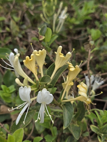 Lonicera japonica observed 2026-10-27