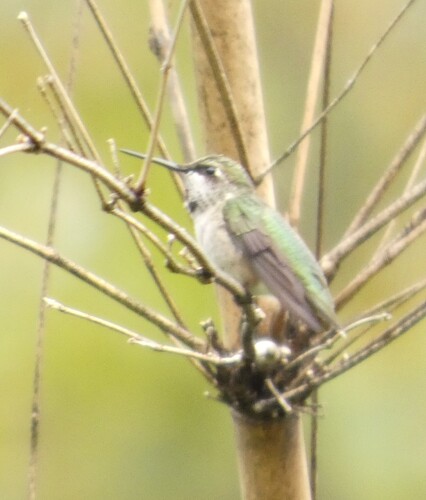 Archilochus colubris observed 2026-10-26