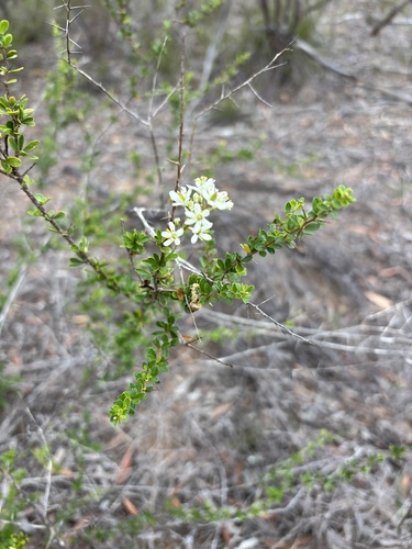 Bursaria spinosa observed 2026-10-27