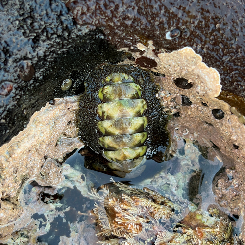 Chiton observed 2026-10-27