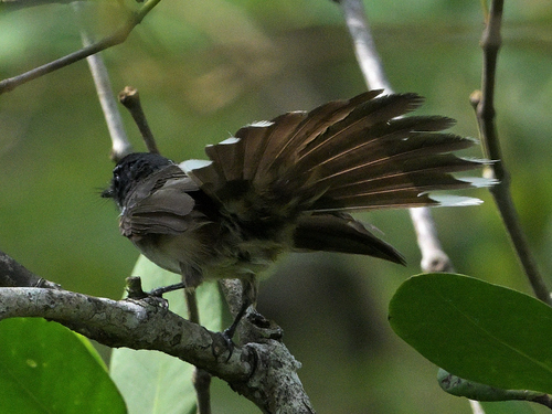 Rhipidura javanica observed 2026-10-27