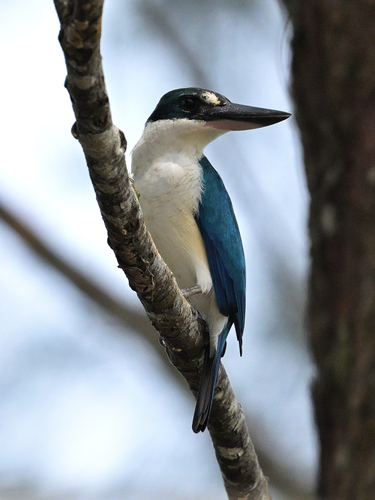 Todiramphus chloris observed 2026-10-27