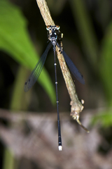 Coeliccia bimaculata