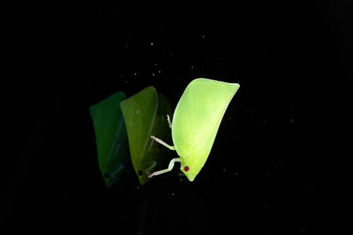 Siphanta acuta, 2026-10-22
