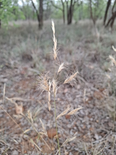 Aristida observed 2026-10-27