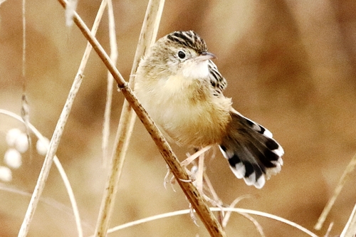 Cisticola juncidis, 2026-10-27