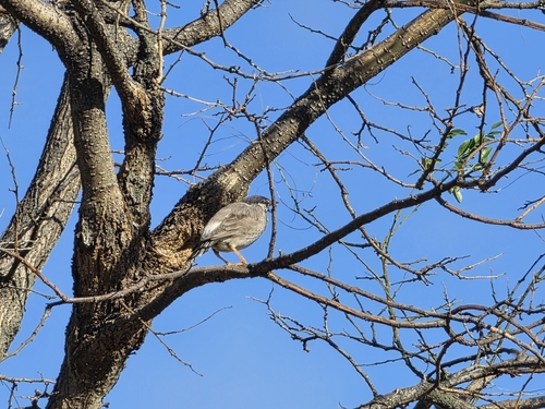 Spodiopsar cineraceus observed 2026-10-27