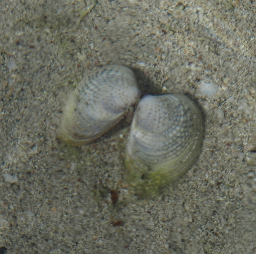 Katelysia scalarina, 2026-10-27