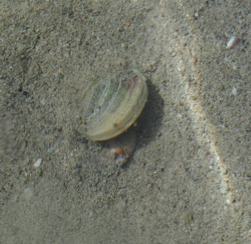 Katelysia scalarina, 2026-10-27