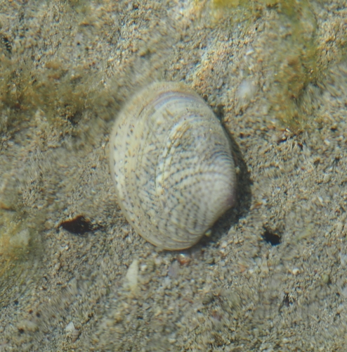 Katelysia scalarina, 2026-10-27