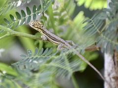Anolis litoralis