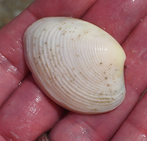 Katelysia rhytiphora, 2026-10-27