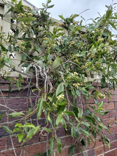 Parsonsia straminea observed 2026-10-27
