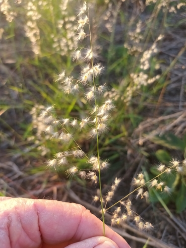Melinis repens observed 2026-10-25