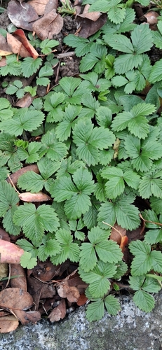 Fragaria observed 2026-10-27