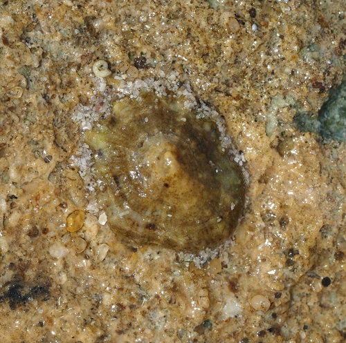 Siphonaria zelandica observed 2026-10-27