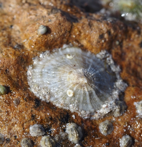 Siphonaria zelandica observed 2026-10-27