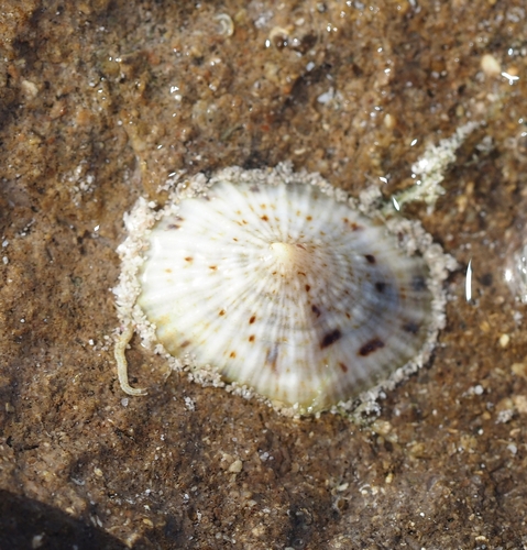 Siphonaria zelandica observed 2026-10-27