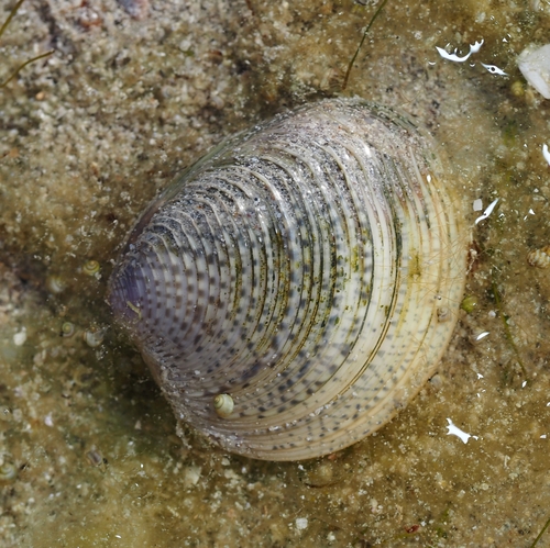 Katelysia scalarina, 2026-10-27