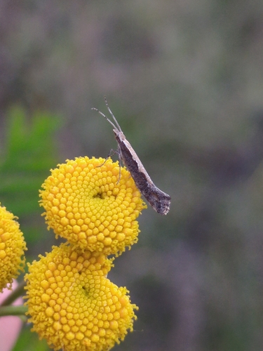 Plutella xylostella observed 2026-10-26
