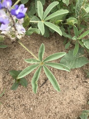 Lupinus pusillus