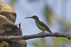 Arachnothera longirostra