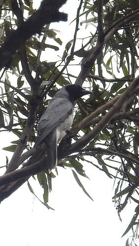 Coracina observed 2026-10-27