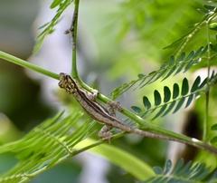 Anolis litoralis