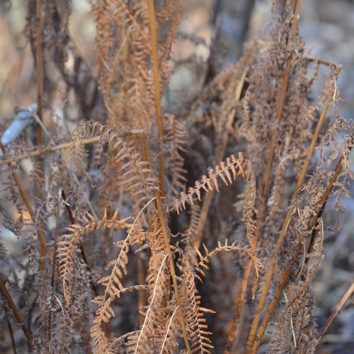 Athyrium filix-femina observed 2026-10-26