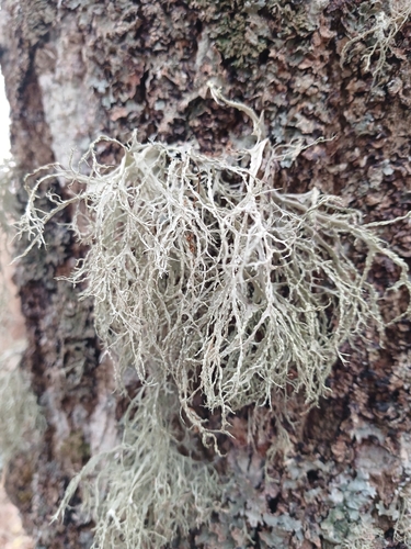 Ramalina observed 2026-10-27