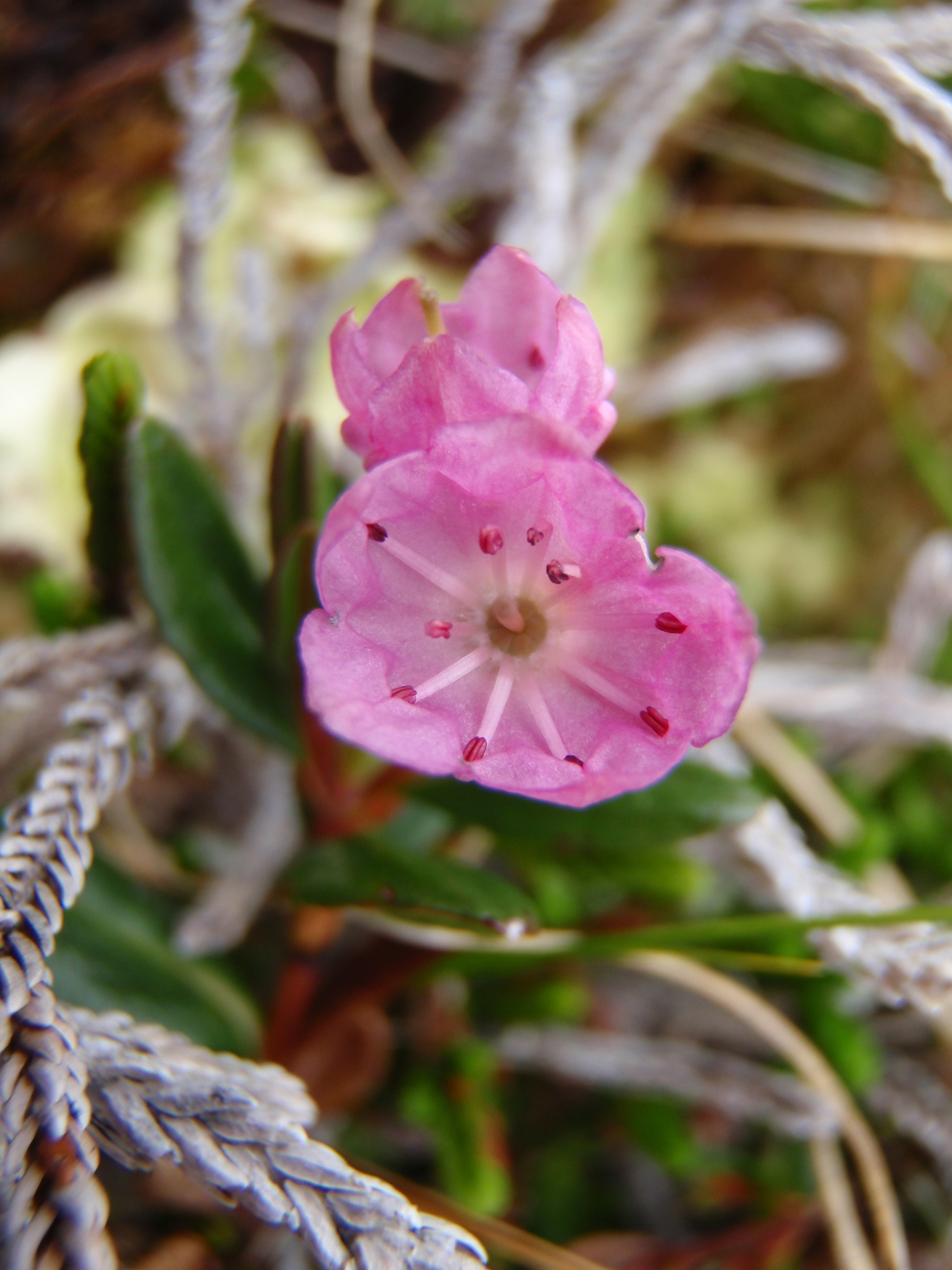 Kalmia microphylla var. microphylla
