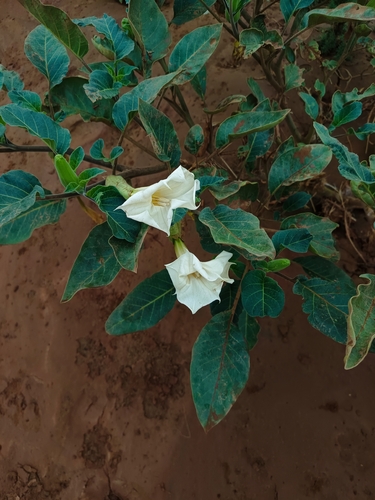 Datura metel observed 2026-10-27