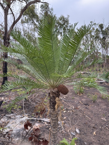 Cycas observed 2026-10-26