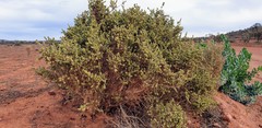 Maireana pyramidata