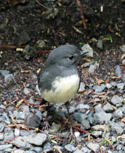 Petroica australis observed 2026-10-26
