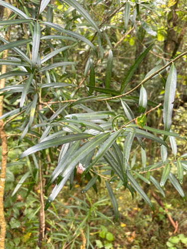 Nestegis lanceolata observed 2026-10-27