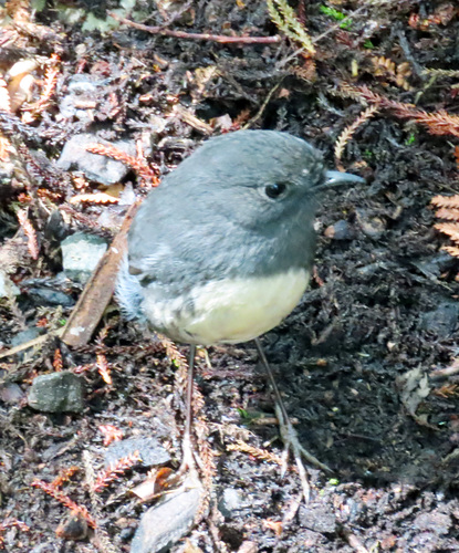 Petroica australis observed 2026-10-26