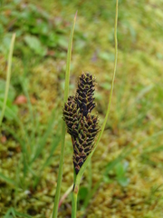 Carex lenticularis dolia