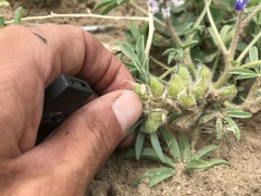 Lupinus pusillus