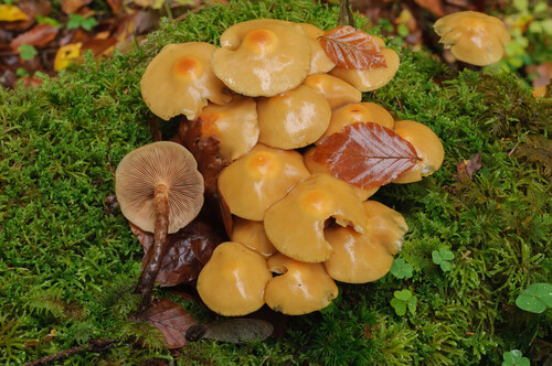 Kuehneromyces mutabilis observed 2026-10-26