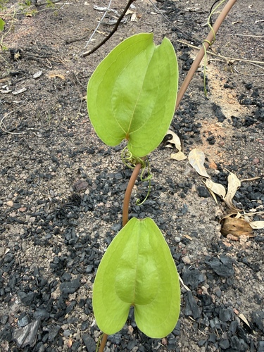 Smilax australis observed 2026-10-26