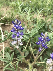 Lupinus pusillus