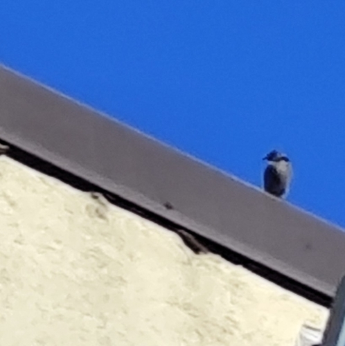 Monticola solitarius, 2026-10-27