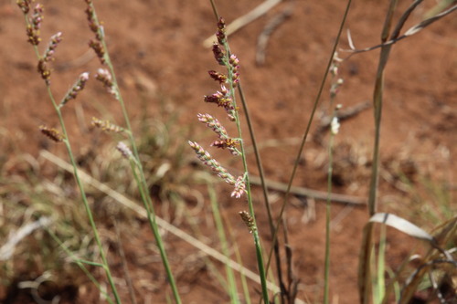 Urochloa observed 2026-10-27