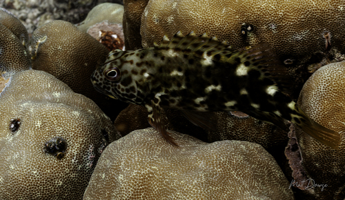 Cirrhitus pinnulatus observed 2026-10-22