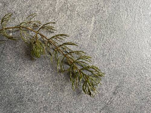 Ceratophyllum demersum observed 2026-10-27