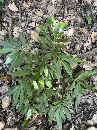 Elatostema lineolatum observed 2026-10-09