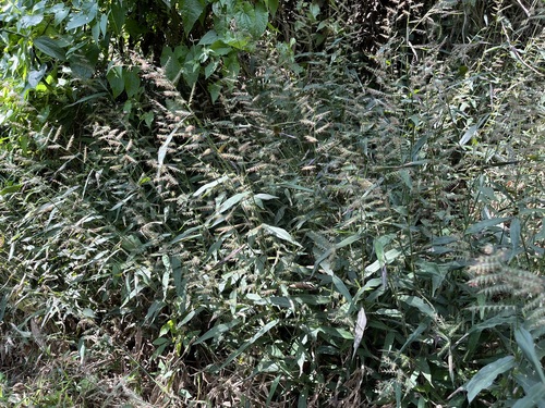 Oplismenus compositus observed 2026-10-09