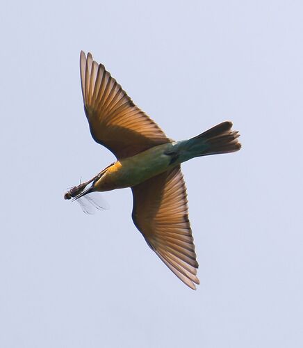 Merops philippinus observed 2026-10-27