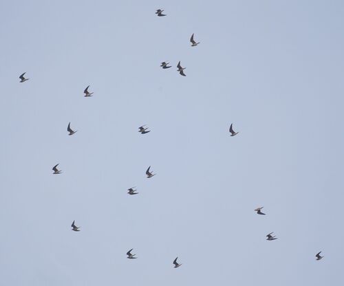 Glareola maldivarum, 2026-10-27